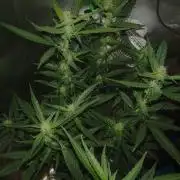Strawberry Craze