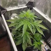 Seedsman Strawberry Cheesecake Auto