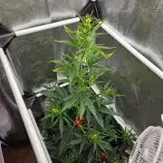 Seedsman Strawberry Cheesecake Auto