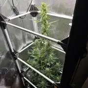 Seedsman Strawberry Cheesecake Auto
