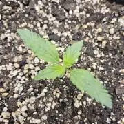 Seedsman Strawberry Cheesecake Auto