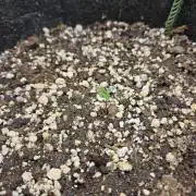 Seedsman Strawberry Cheesecake Auto