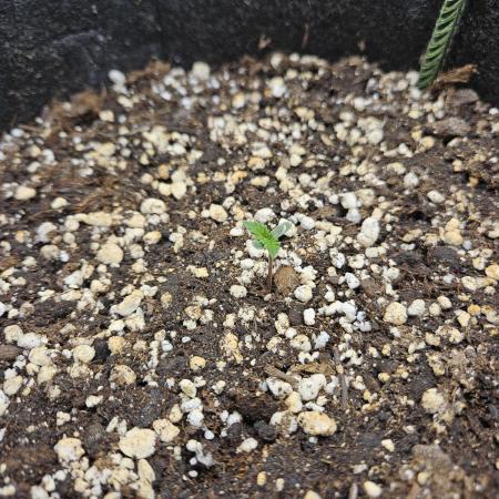 Seedsman Strawberry Cheesecake Auto