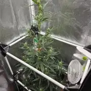 Seedsman Strawberry Cheesecake Auto
