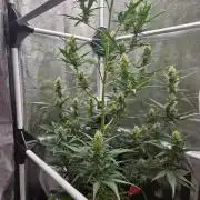 Seedsman Strawberry Cheesecake Auto