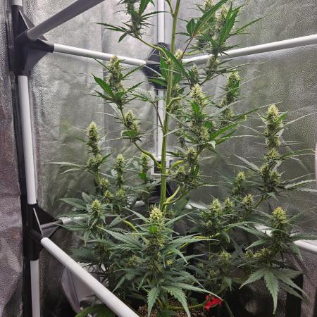 Seedsman Strawberry Cheesecake Auto