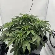 Chemdogga #1
