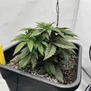 Chemdogga #1