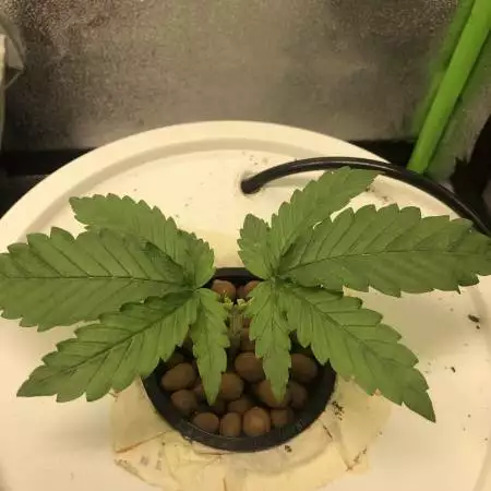 First DWC Grow Ever , Micro Tent 