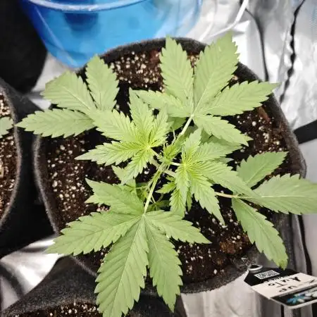 Z-UP Auto