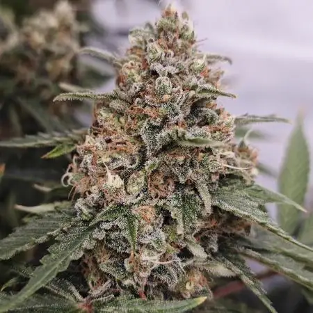 GG4 Sherbet FF