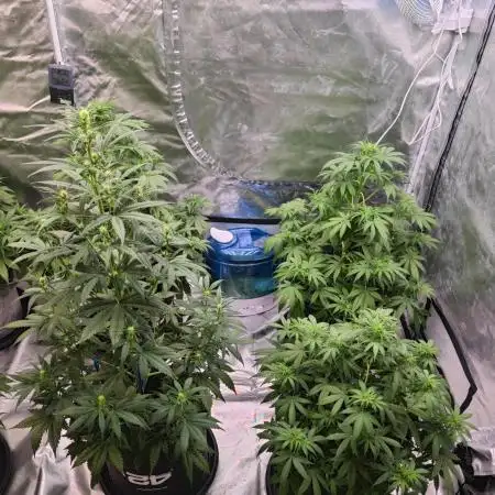 Gorilla Cookies