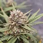Fast Buds Teater FBA2507