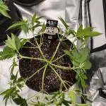Z-UP Auto