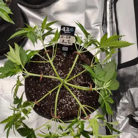 Z-UP Auto