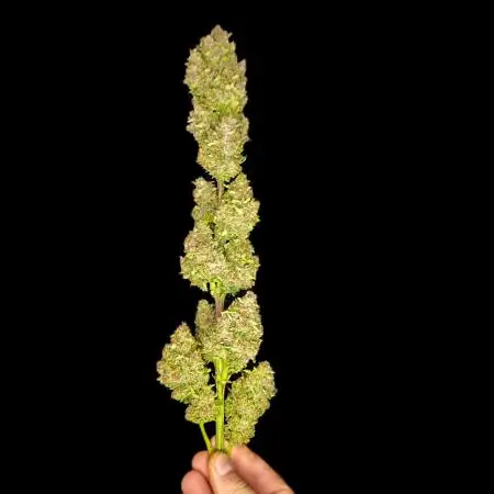 Auto Mac #1