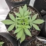 Frostbanger Auto