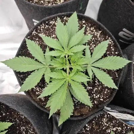 Frostbanger Auto