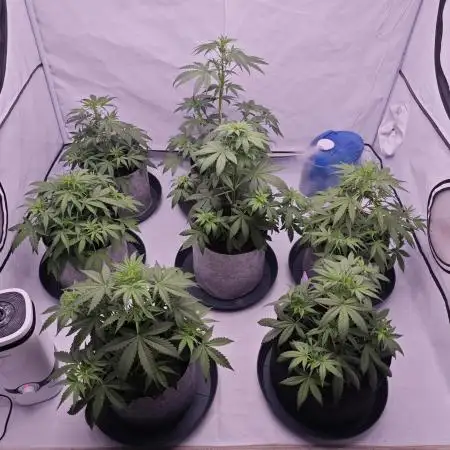 Strawvberry Haze