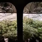 Z-UP Auto