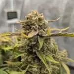 Strawberry Pie 