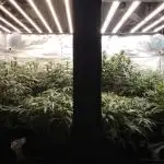 Frostbanger Auto