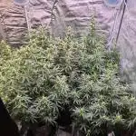 Gorilla Cookies