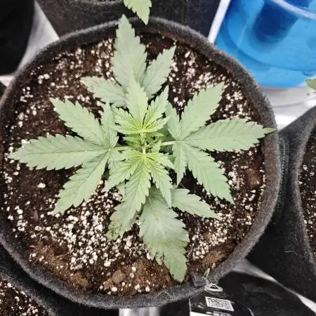 Z-UP Auto