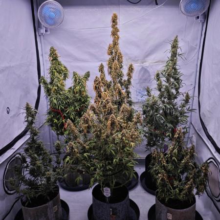 Strawberry Haze