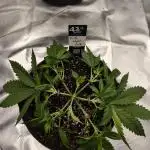 Purple haze Auto