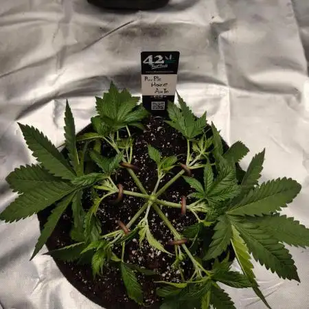 Purple haze Auto
