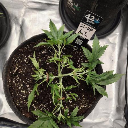 Z-UP Auto