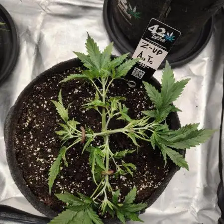 Z-UP Auto
