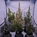 Strawvberry Haze