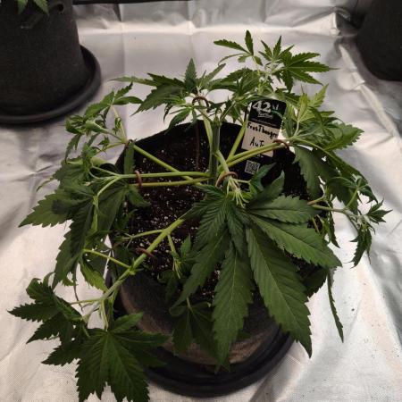Frostbanger Auto