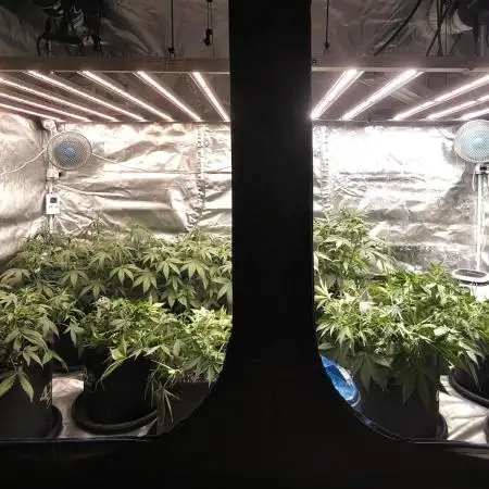 Purple haze Auto