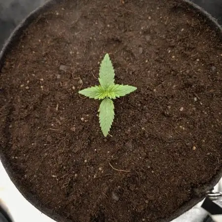 Gorilla Cookies