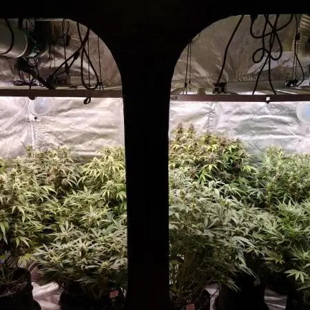 Purple haze Auto