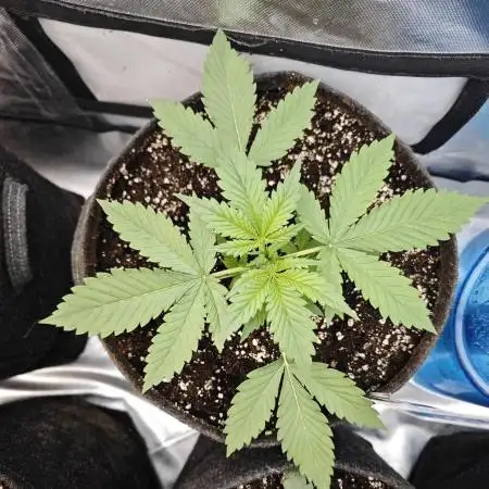 Purple Haze Auto