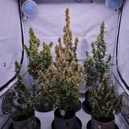 Apricot Gorilla