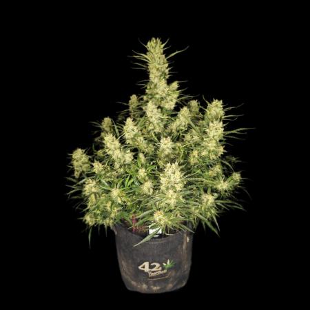 Fast Buds Tester FBA2503