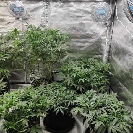 Z-UP Auto