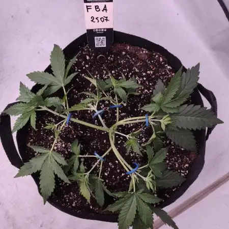 FBA2507