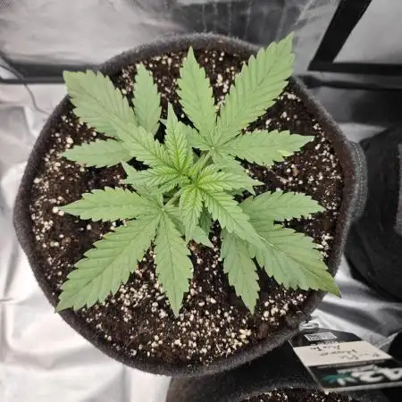 Purple haze Auto