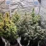 Gorilla Cookies