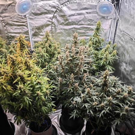 Gorilla Cookies