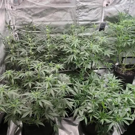 FBA2510