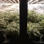 Purple haze Auto