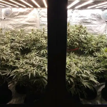 Purple haze Auto
