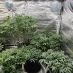 Z-UP Auto